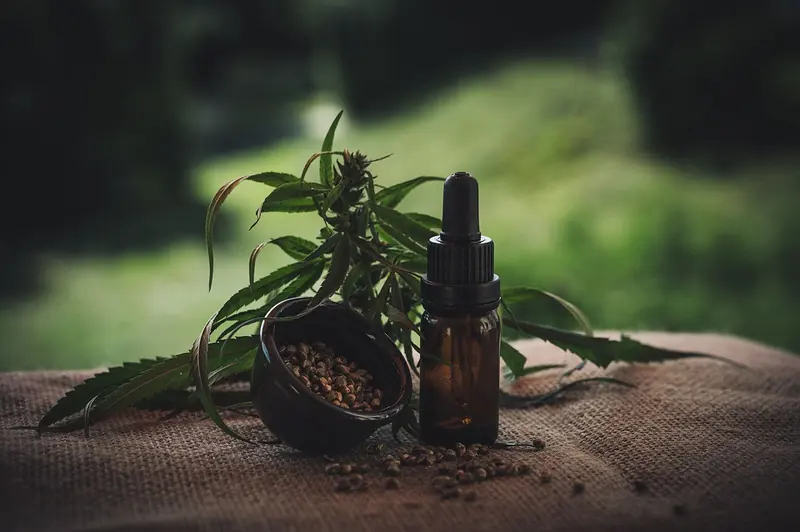Hennepplant met een flesje CBD olie